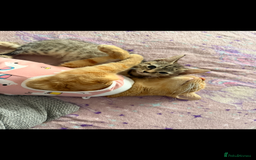 Domestic Shorthair cats for sale: Reserved  - Image 2