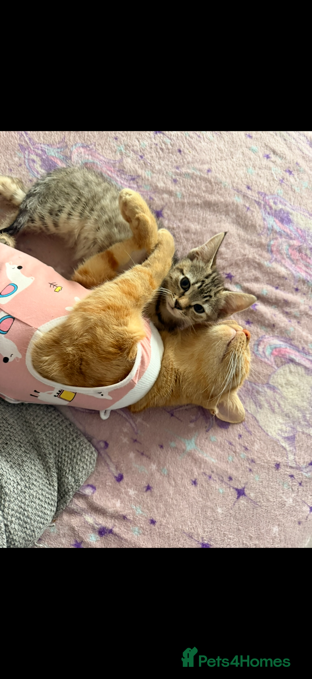 Domestic Shorthair cats for sale: Reserved  - Image 2
