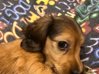 Miniature Dachshund dogs Pedigree - KC miniature longhaired dachshunds - Advert 16