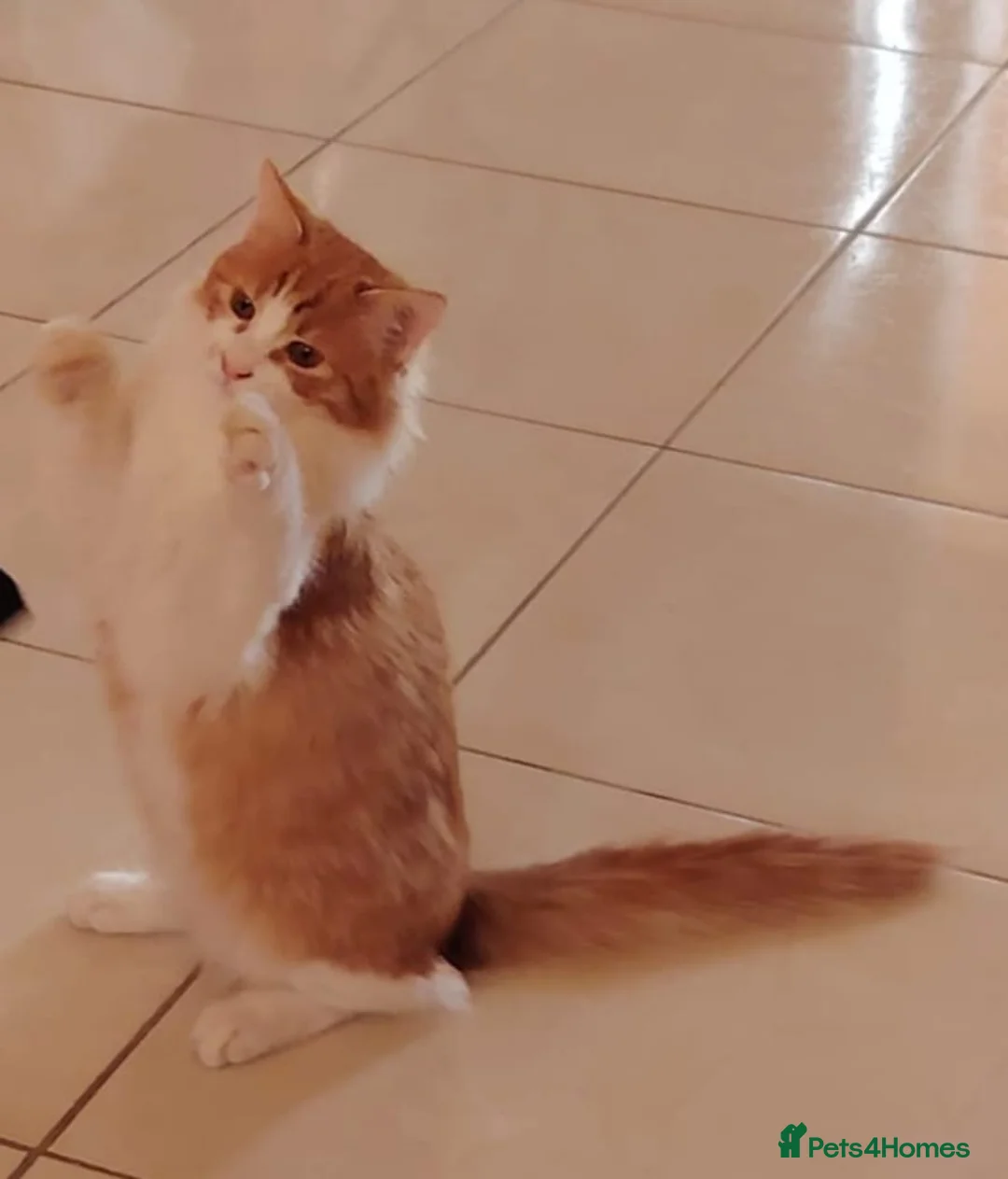 Mixed Breed cats for adoption: MIX TURKISH BONDED BOYS LUKI(White) JUNO NEUTERED  - Advert 5