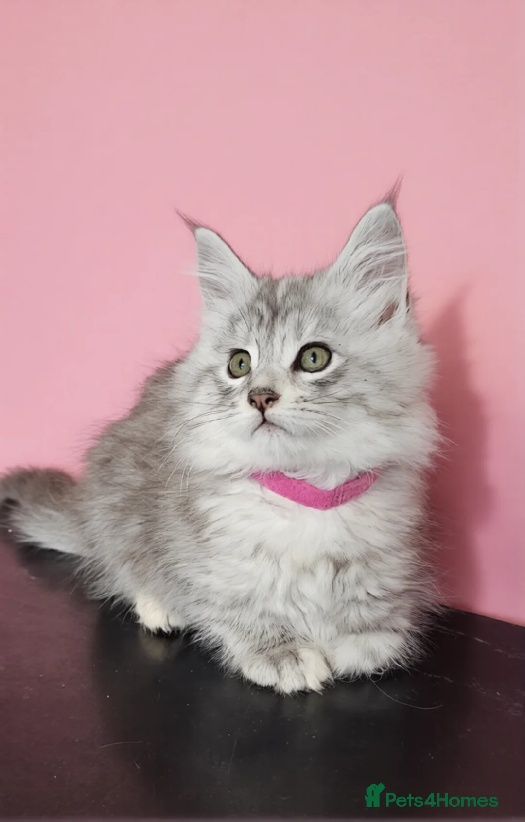 Maine Coon cats for sale: Maine Coon Shaded, Champion lines - Advert 1