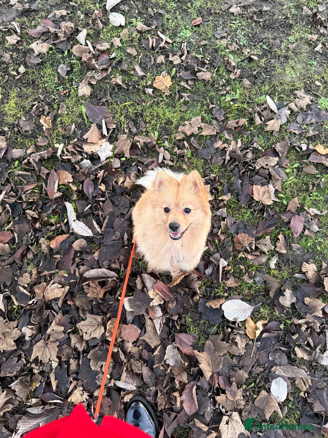 Pomeranian dogs for sale: Pomeranian for sale - Advert 6