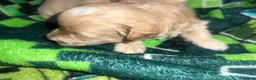 Maltipoo dogs for sale: Maltijack/toy poodle  - Advert 10