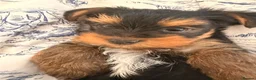 Yorkshire Terrier dogs for sale: Miniature Yorkie Puppies - Advert 8