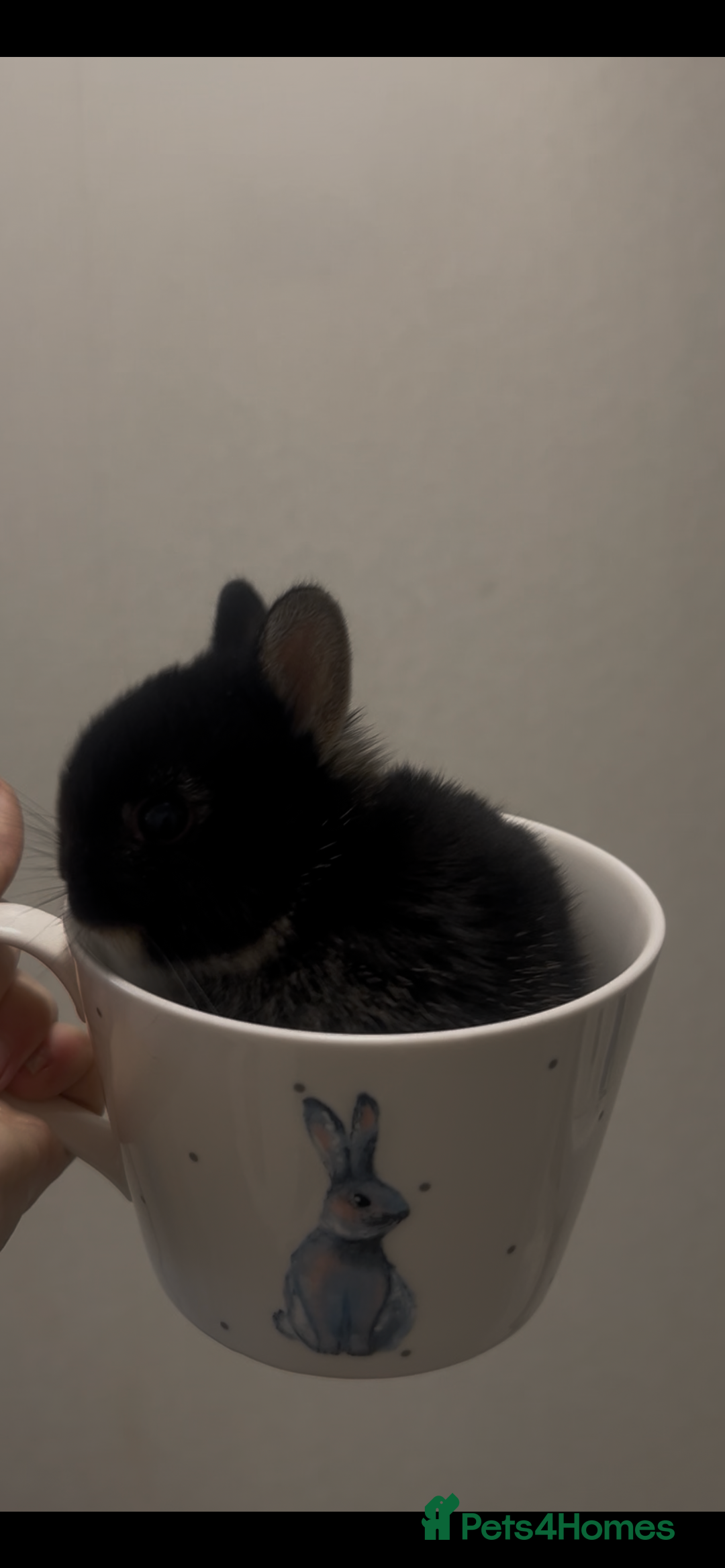 Netherland Dwarf rabbits for sale: Netherland dwarfs  - Advert 4