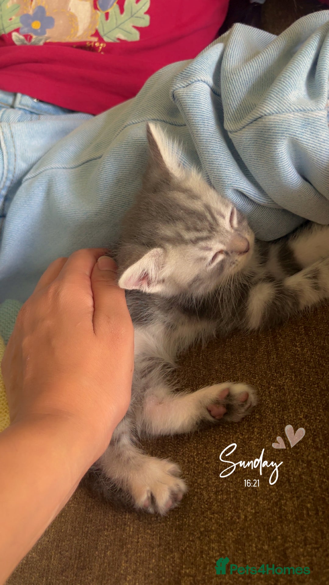 Mixed Breed cats for sale: British longhair cross kittens  - Image 19