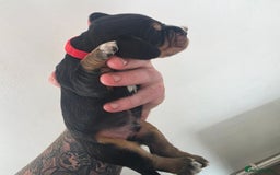 Bocker dogs for sale: 7x Bocker pups (born 22/06/2025) - Image 9