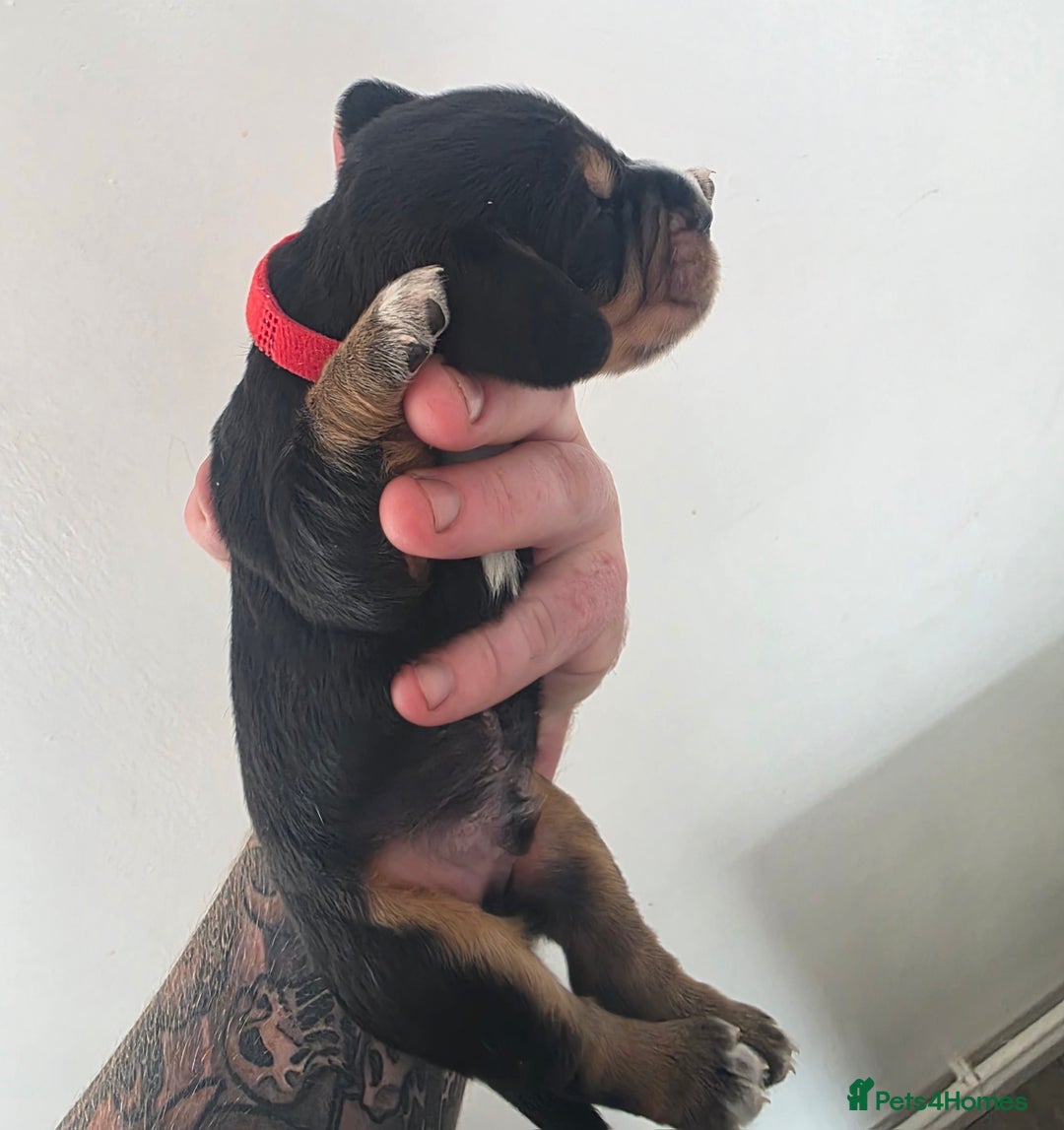 Bocker dogs for sale: 7x Bocker pups (born 22/06/2025) - Image 9