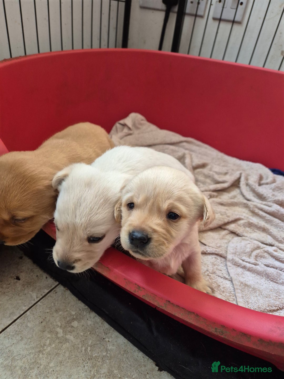 Labrador Retriever dogs for sale: 3 very chunky labrador puppies  - Advert 3
