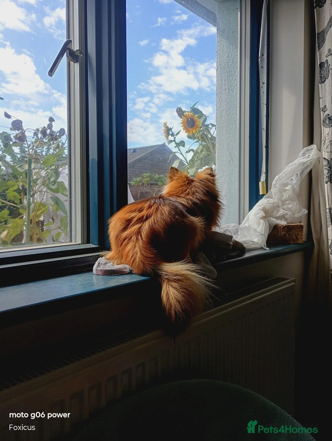 Pomchi dogs for sale: 18mth Red Fox Pomchi needs loving home - Advert 5