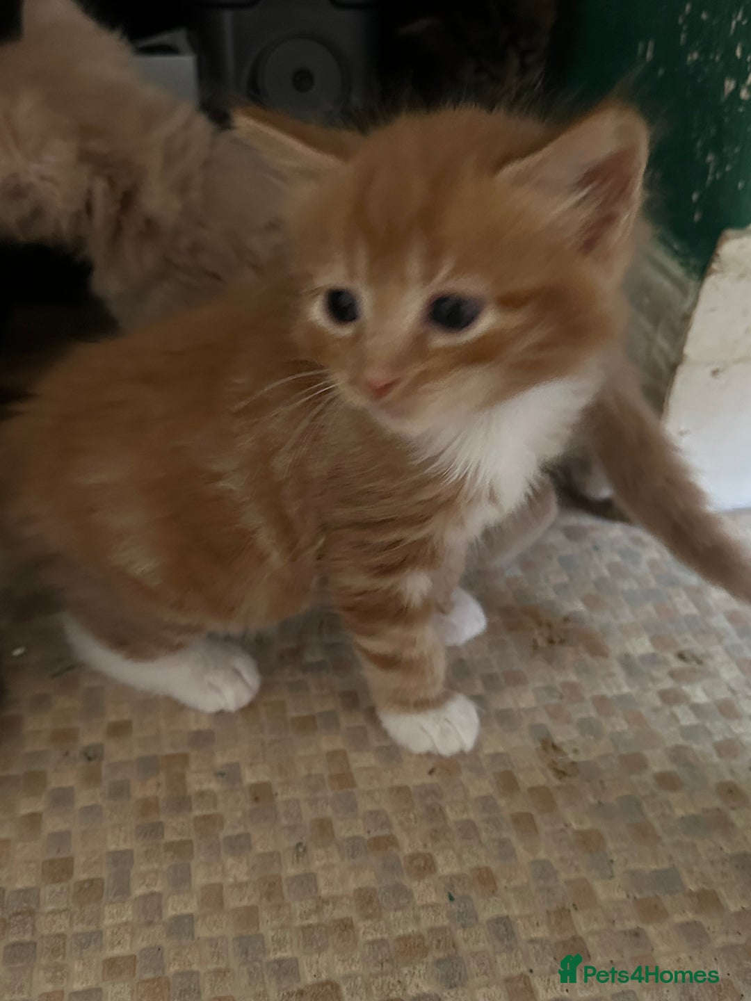 Mixed Breed cats for sale: Beautiful litter off kittens  - Image 38