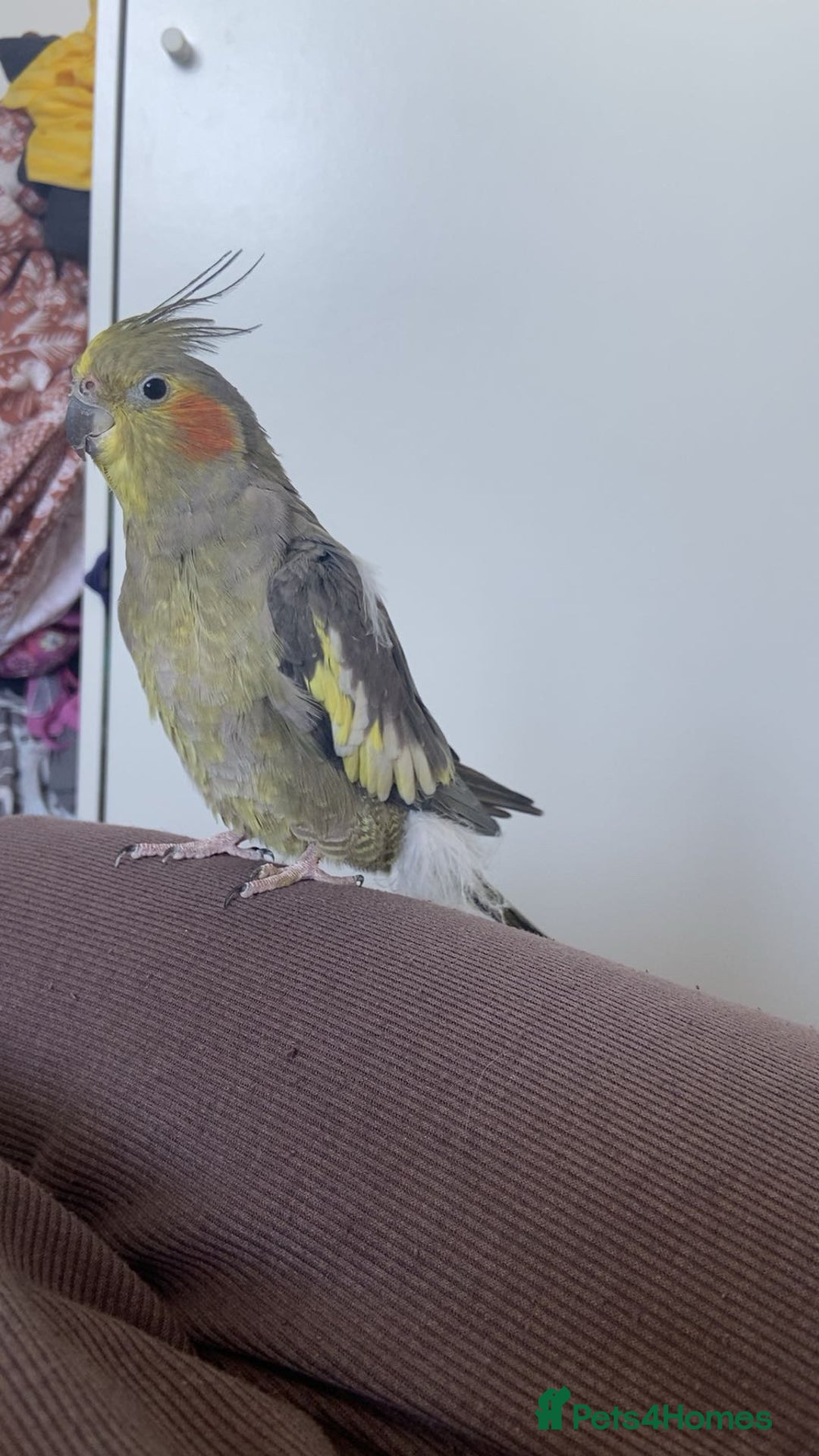 Cockatiels birds for sale: Cockateil with cage  - Image 3