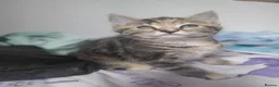 Mixed Breed cats for sale: 4 sweet kittens for sale  in Great Yarmouth - Advert 11
