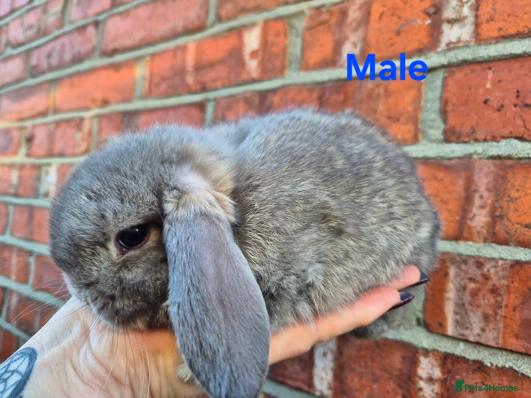 Mini Lop rabbits for sale: 7 stunning mini lops - Advert 7