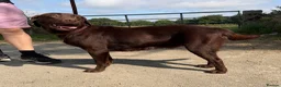 Labrador Retriever dogs for sale: Quality KC Reg Chocolate Labrador Retriever Adult - Advert 3