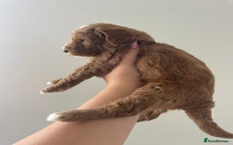 Australian Labradoodle dogs for sale: Australian Labradoodle Puppies – Ready Now🐶 - Image 10