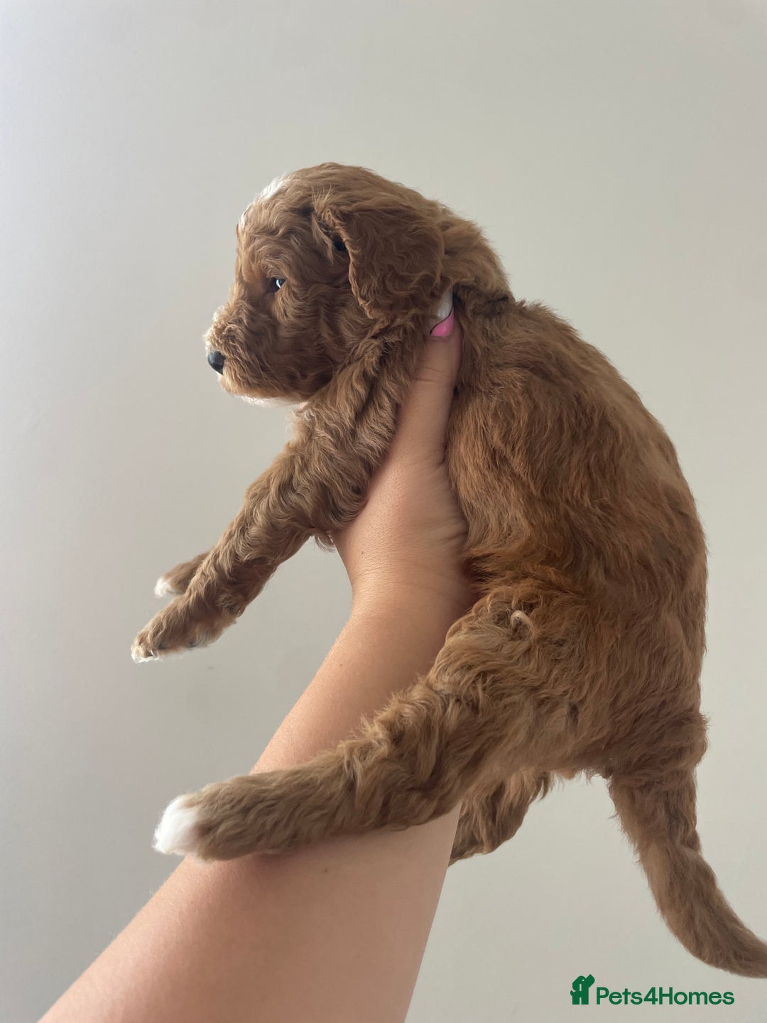 Australian Labradoodle dogs for sale: Australian Labradoodle Puppies – Ready Now🐶 - Image 10