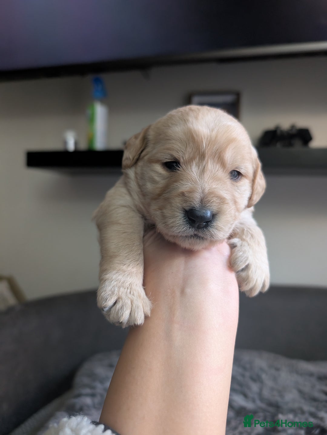 Labradoodle dogs for sale: F1 Labradoodle puppies  - Image 9