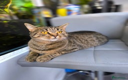 Scottish Fold cats for sale: Beautiful Aurora - Advert 2