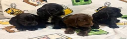 Cocker Spaniel dogs for sale: Showtime cocker spaniels - Advert 1