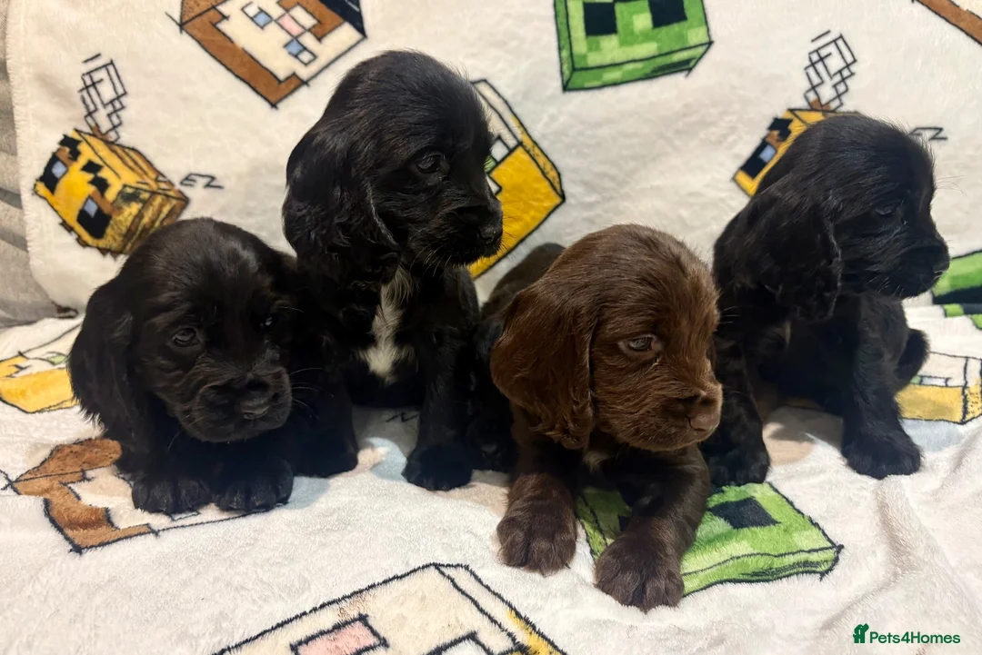 Cocker Spaniel dogs for sale: Showtime cocker spaniels - Advert 1