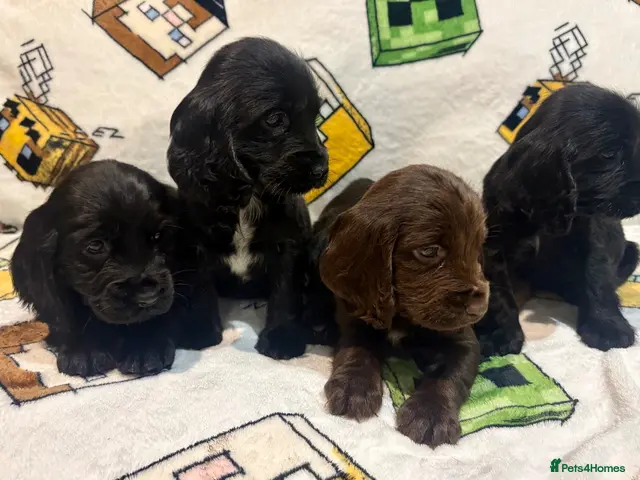 Cocker Spaniel dogs Showtime cocker spaniels - Advert 5