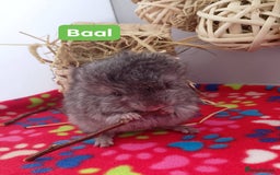 Chinchilla rodents for sale: Baby Royal Persian Angora (RPA /RPAc) Chinchillas - Image 4