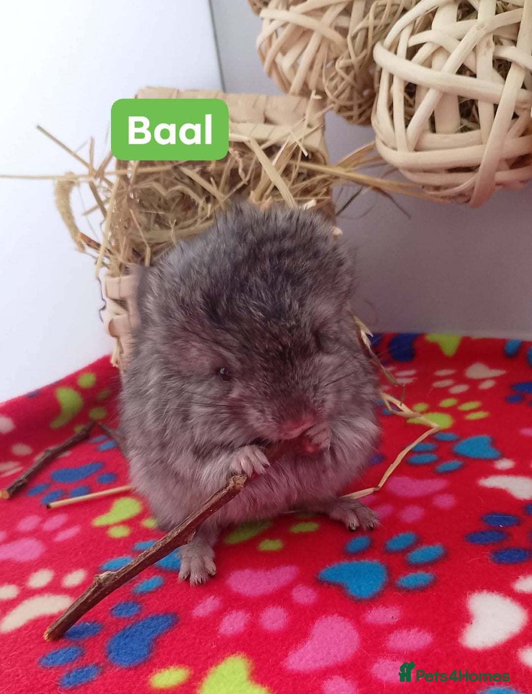 Chinchilla rodents for sale: Baby Royal Persian Angora (RPA /RPAc) Chinchillas - Image 4