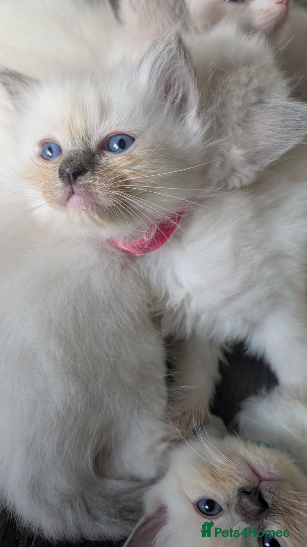 Ragdoll cats Ragdoll Kittens - Advert 3