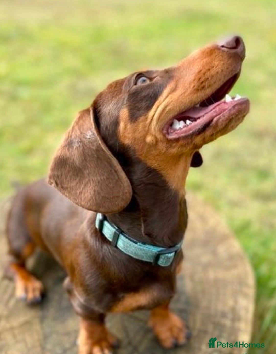 Miniature Dachshund dogs for sale: Short-haired Miniature Dachshunds  - Image 15