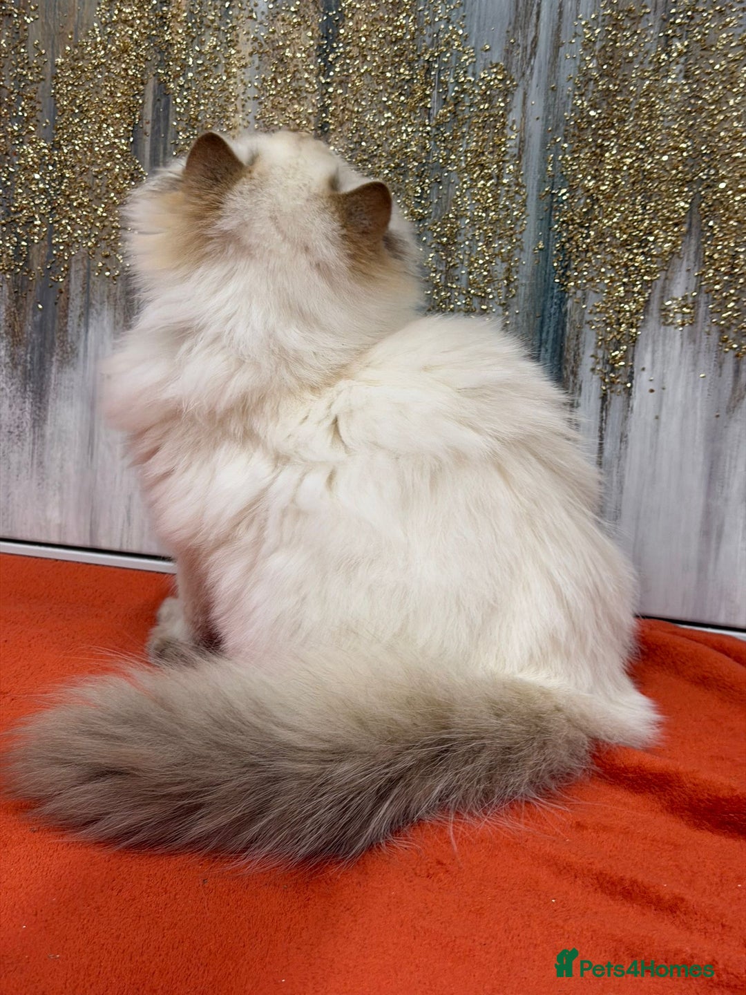 British Longhair cats for sale: 🌟Adorable TICA-Registered kitten - IZAK🌟 - Advert 9