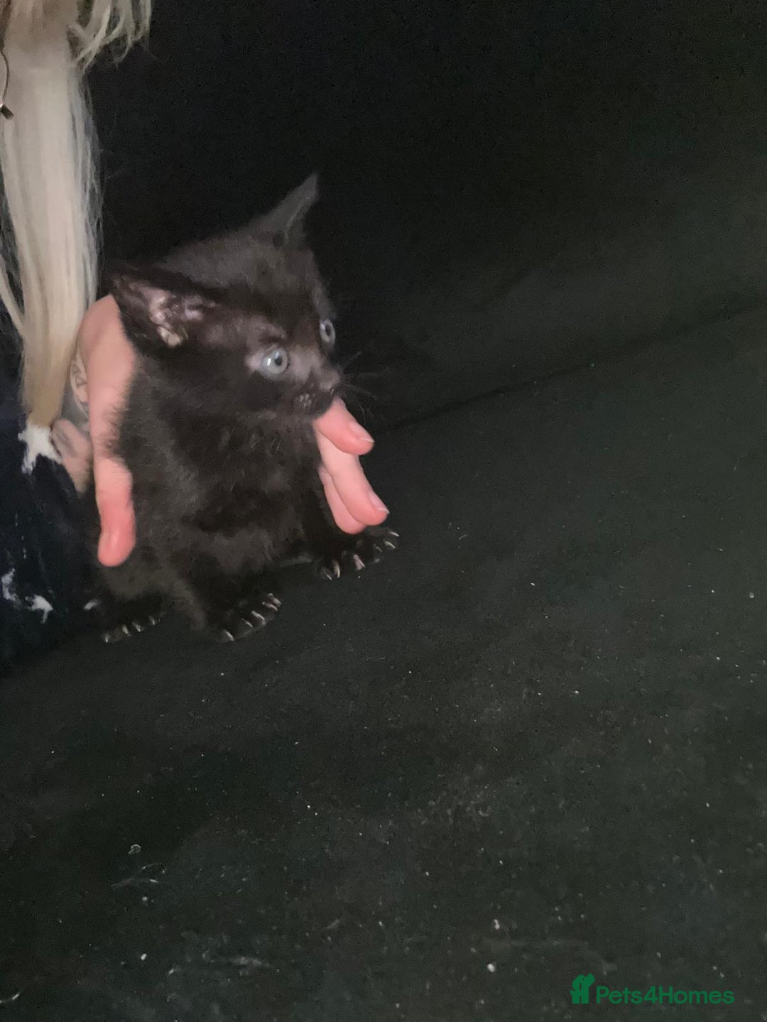 British Shorthair cats for sale: Beautiful Tuxedo kittens available - Advert 6