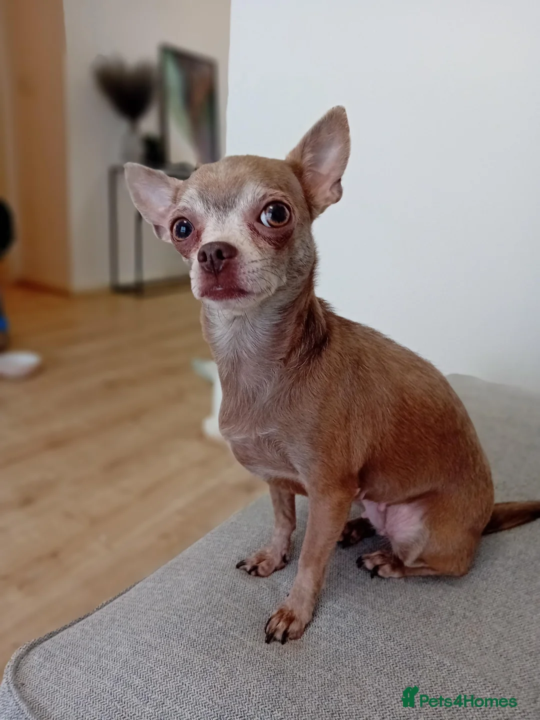 Chihuahua dogs for sale: 🐾 Loving Home Needed for Two Sweet Chihuahuas 🐾 - Advert 3
