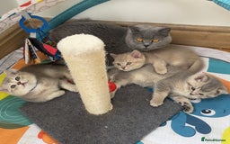 British Shorthair cats for sale: GCCF British Shorthair Kittens– Champion Lines - Image 20