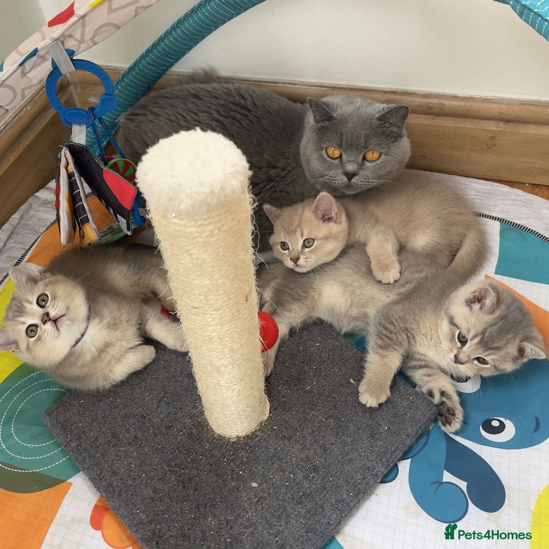 British Shorthair cats for sale: GCCF British Shorthair Kittens– Champion Lines - Image 20