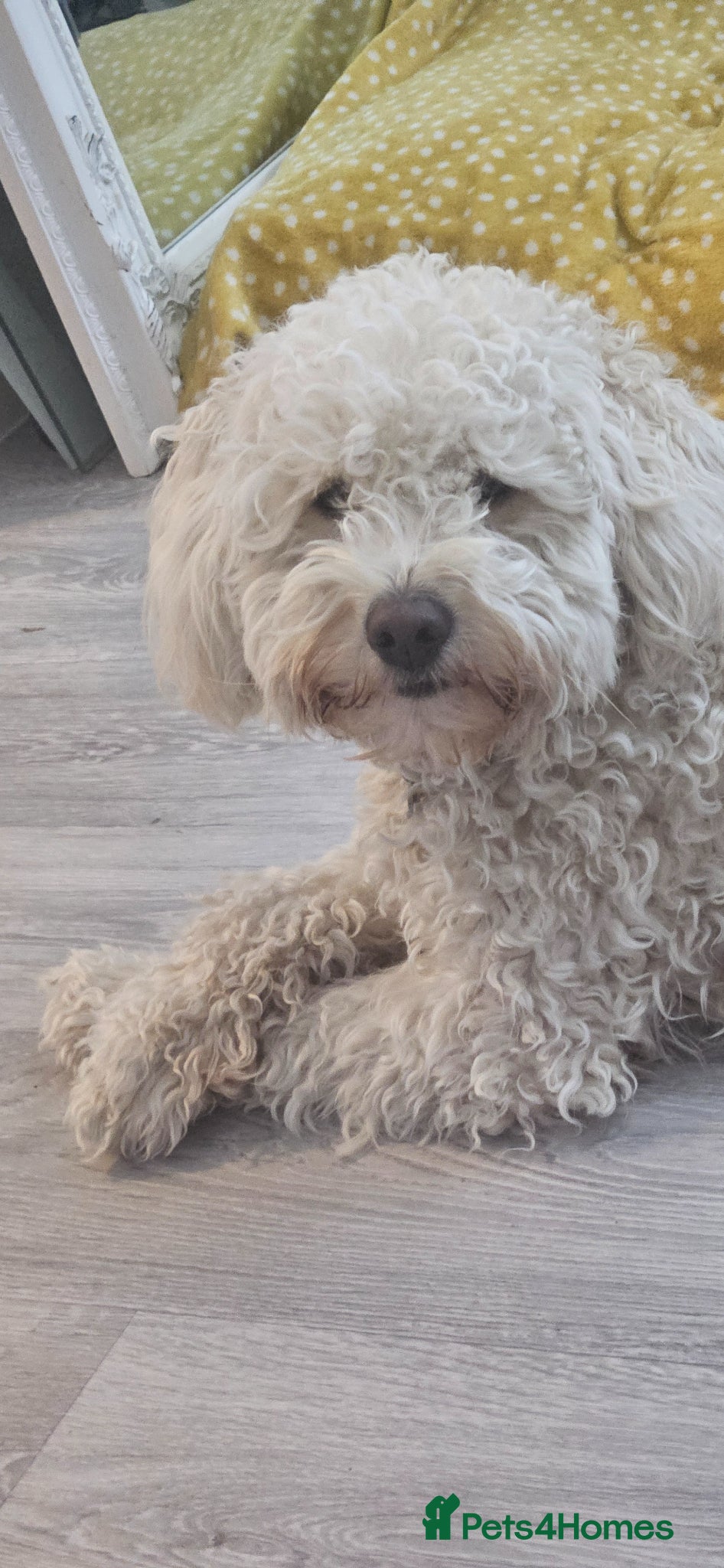 Mini Goldendoodle dogs for sale: 🐾✨ Beautiful Toy Goldendoodle Puppies  ✨🐾 - Advert 23