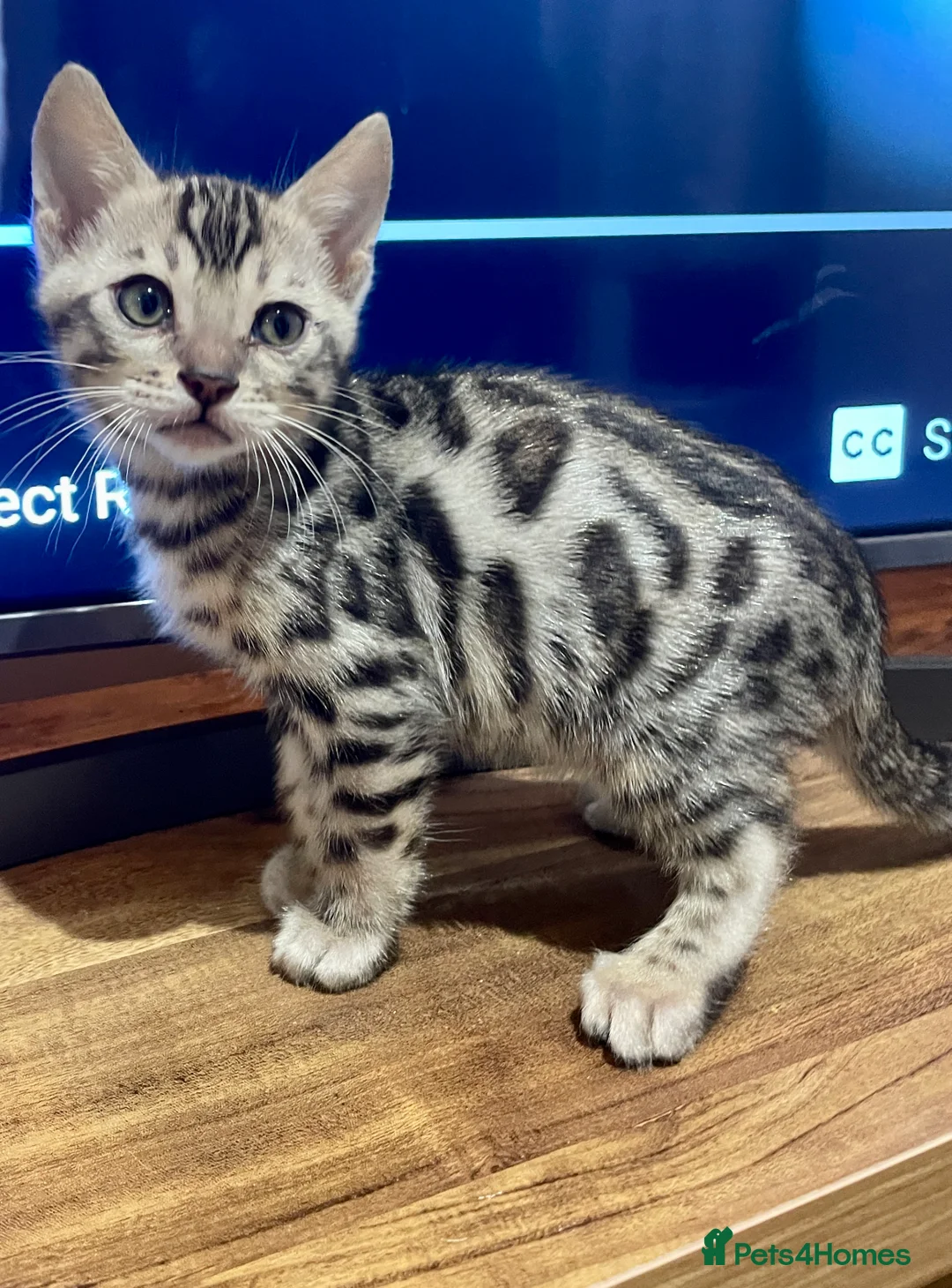 Bengal cats for sale: Pure Bengal Kittens  - Advert 32