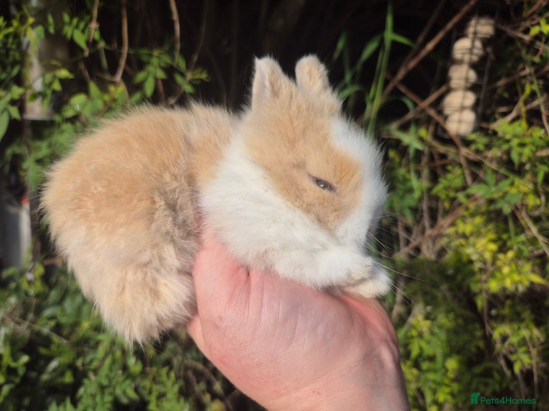 Angora rabbits for sale: Teddydwerg babies 💓💙 - Image 5