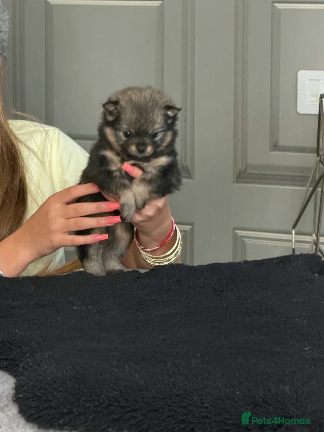 Pomchi dogs for sale: 3/4 poms  - Advert 11