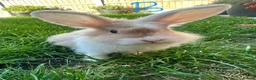 Lionhead rabbits for sale: Lionhead rabbits for sale  - Advert 10