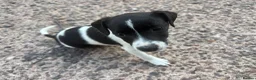 Jack Russell dogs for sale: Jack Russell girls  - Advert 6