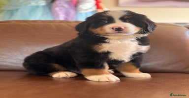 Mixed Breed dogs - Advert 3