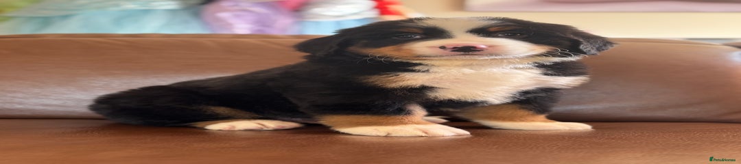 Mixed Breed Puppy 1