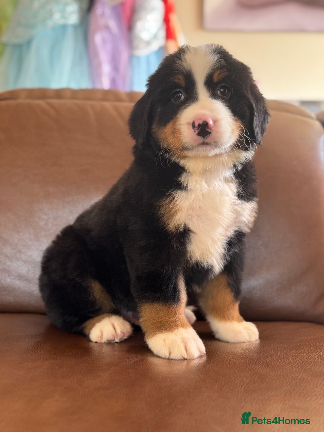 Mixed Breed dogs for sale: Labernese x Bernese mountain dog puppies - Image 3