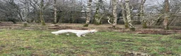 German Shepherd dogs for sale: Moonlight in Glasgow - Advert 4