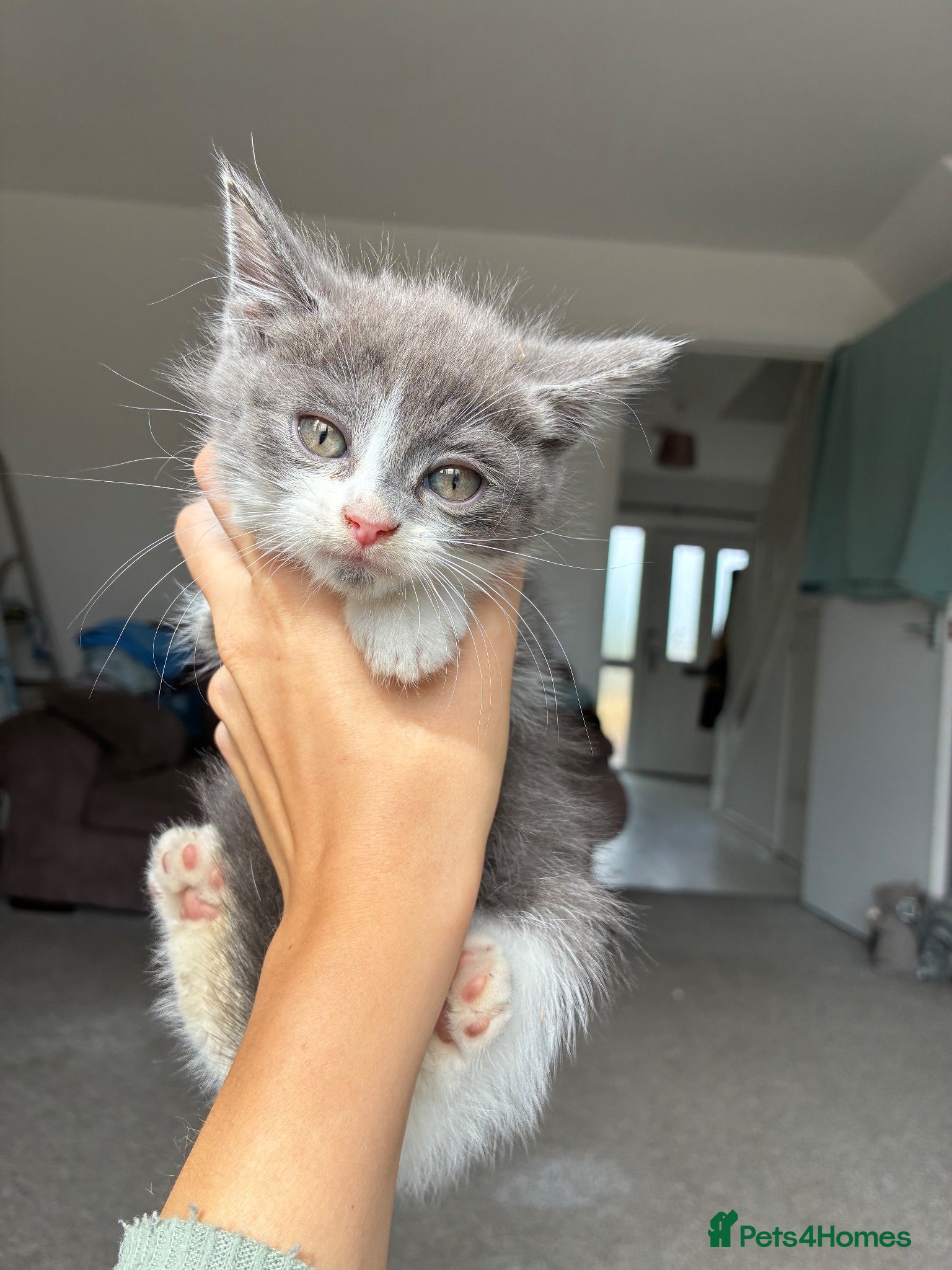 Mixed Breed cats beautiful bsh x Persian kittens - Advert 1