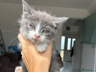 Mixed Breed cats beautiful bsh x Persian kittens - Advert 1