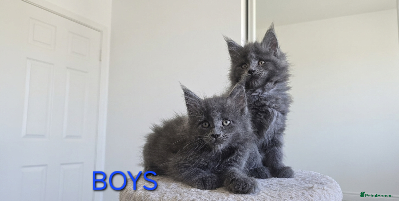 Maine Coon cats Maine Coon Kitten ready - Advert 16