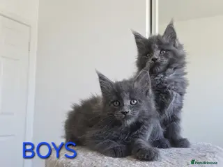 Maine Coon cats Maine Coon Kitten ready - Advert 16