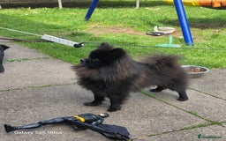 Pomeranian dogs for sale: Arlo  - Image 3
